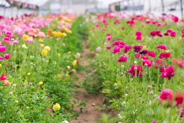 The strawberry and the flower - self picking
