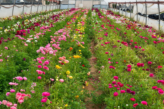 The strawberry and the flower - self picking