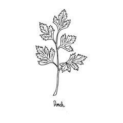 Spicy herbs are grown in the garden. Parsley. Vector illustration is drawn by hand. Doodle style.