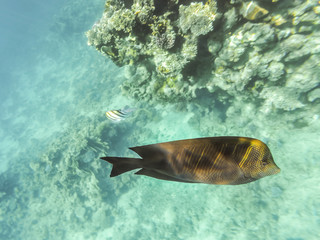 Fototapeta premium Fish at Sea - Desjardins Sailing Zebrasome. Underwater shot in the Red Sea, Egypt. Beautiful underwater world. 