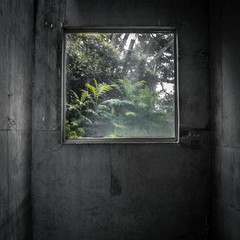 plants, life and nature behind a window of a dark place