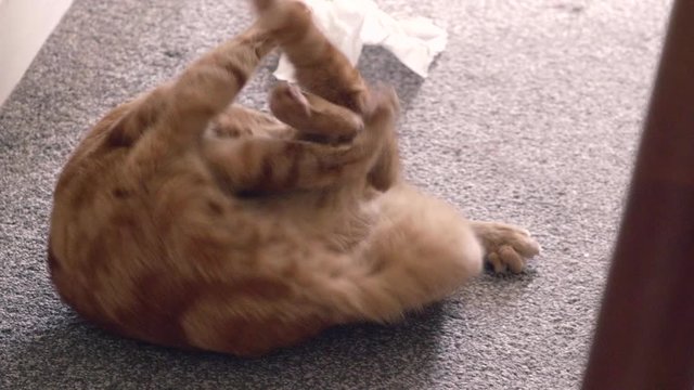 Funny Cat Rolling Around On The Carpet Chasing ts Tail - Closeup Shot