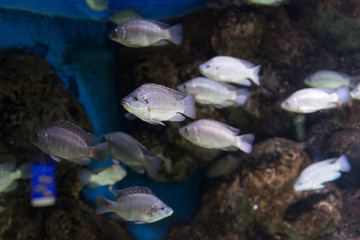 Israel Aquarium in Jerusalem