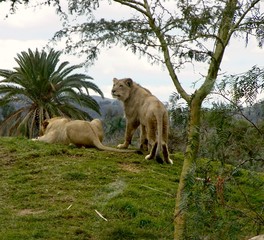 lion and lioness