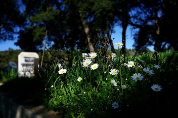 Aweking of the Nature in th Muslim Cimetery