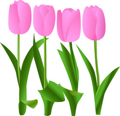 Spring pink tulip vector illustration