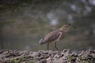 great blue heron