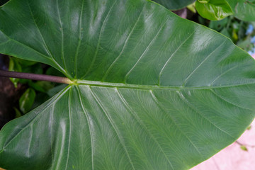 Tropical leave  for background, abstract natural wallpaper