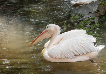 Close up Great White Pelican was Floating in the Swamp