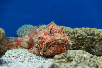 Israel Aquarium in Jerusalem