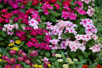 Blooming Colorful Petunia Flowers in Spring
