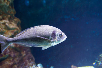 Israel Aquarium in Jerusalem