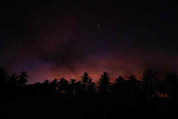 Fototapeta premium Smoke from a bonfire in a rainforest at sunset. Fires in the forest. Smoke on the background of palm trees at sunset