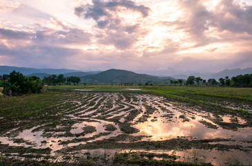 rural landscape with rice field