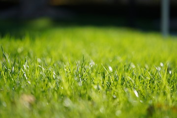 closeup of green grass 