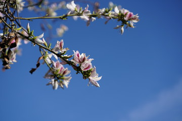 flowers on tree branch