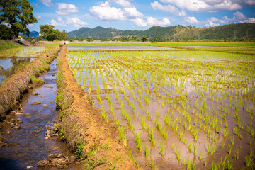 Fototapeta na wymiar rural landscape with rice field