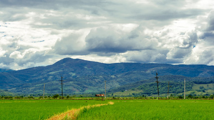 rural landscape with rice field