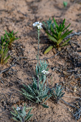 Dimorphocarpa wislizeni 