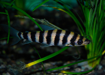 Banded Leporinus Fish in Aquarium Tank