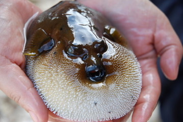 Dog faced puffer fish in hand © Kylo