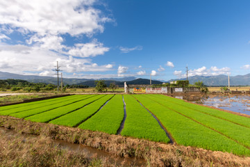 rural landscape with rice field