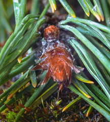 pine branches in spring forest