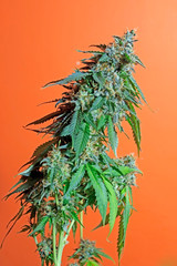 Blooming marijuana flower on the orange background