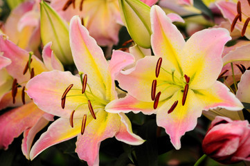 Flower nature  lily