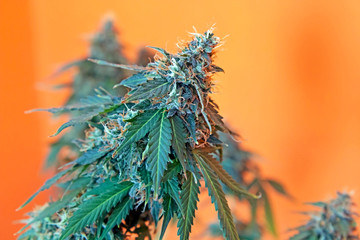 Blooming cannabis flowers on the orange background