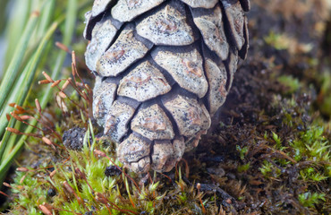 pine cones on moss in spring