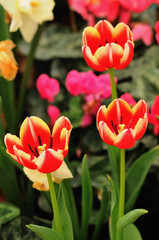 Fototapeta premium Flower nature tulip red