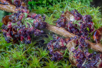 moss in the forest after rain