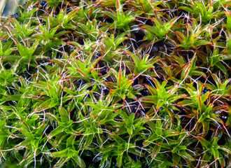 moss in the forest after rain