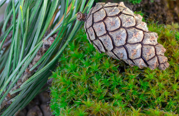 pine cone on the grass