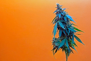 Blooming hemp flower on the orange background