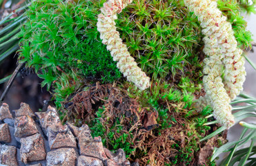pine cones on moss in spring