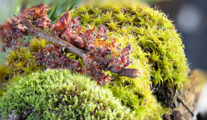 2 types of moss and a fallen branch of young poplar