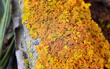 tree bark and colorful moss