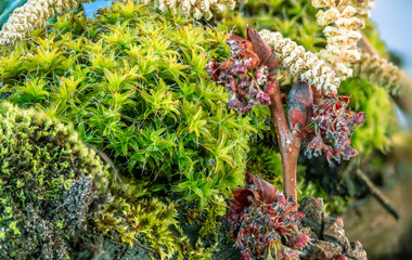 3 types of moss in macro