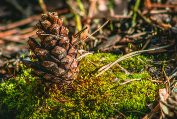pine cone and moss macro