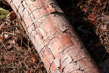 tree trunk damaged by bark beetles