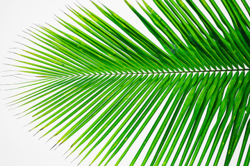 Rays of the sun through palm leaves. Soft focus. Jungle nature. Close-up of a saturated green palm leaf.