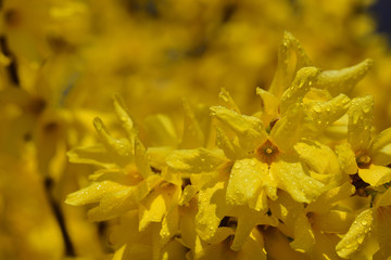 Close-up of gold-yellow glowing forsythias that glow brightly in the sun and are wetted with drops of water