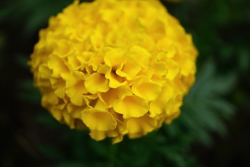 yellow flower