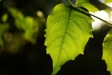 green leaf of a tree