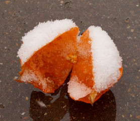 winter cherry