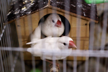 birds, white, finch, 