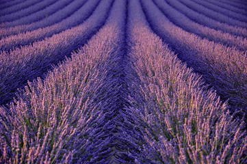 Fototapeta na wymiar purple lavender background