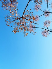 branches of tree with blue sky in background